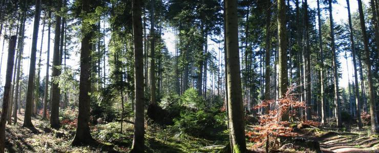 Les méthodes d'inventaire forestier