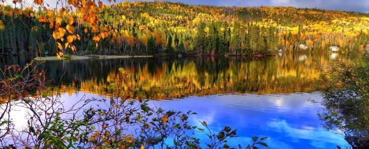 The Great Lakes–St. Lawrence forest; highly valued woodlands
