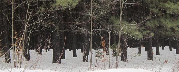 Forêt de la Petite Nation to the west of the Quebec Province, one and a half hours from Ottawa.