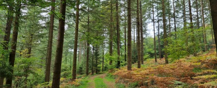 Estimer la valeur d’une forêt