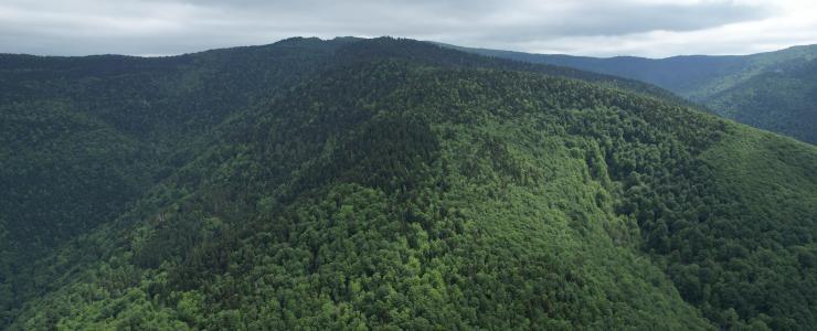 Forêt Mixte en Ariège