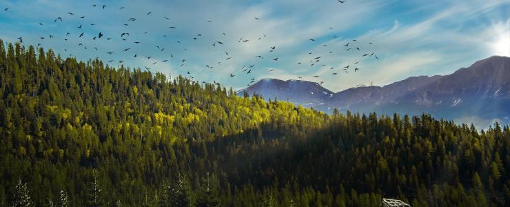 La migration s'observe dans nos forêts!