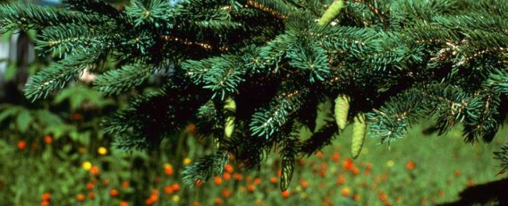 White spruce