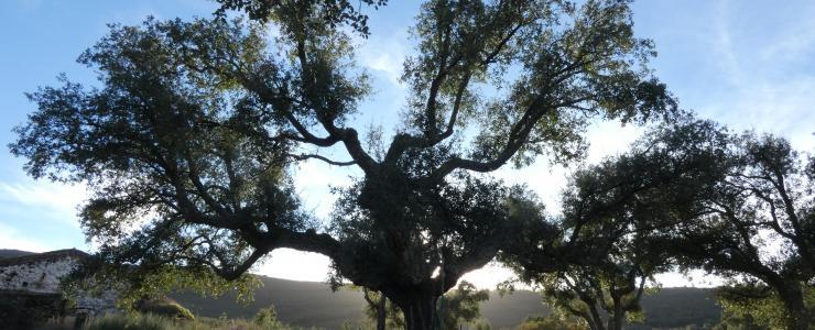 Propriedade florestal no Alto Alentejo