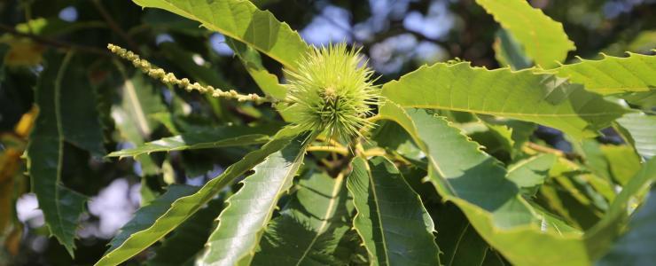 Castanheiro