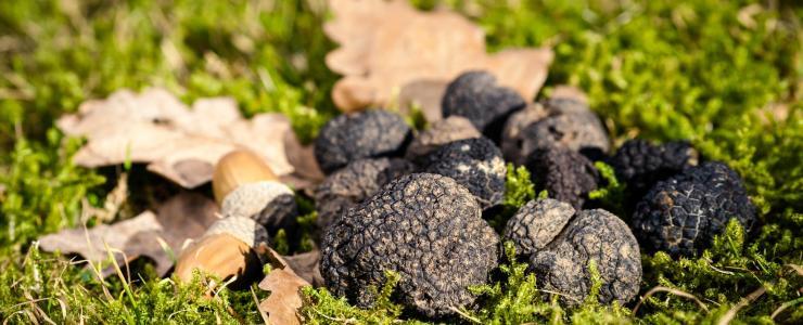 Truffle orchards and woodlands