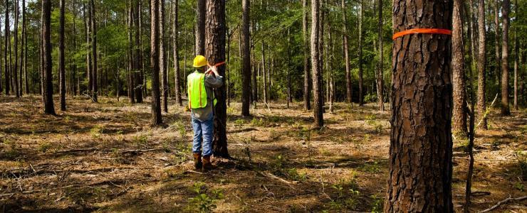 Forestry Consultant