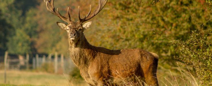 La Chasse du Grand Gibier