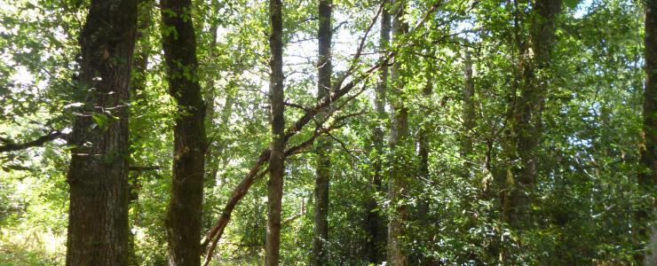 Propriété forestière au Nord de la Dordogne