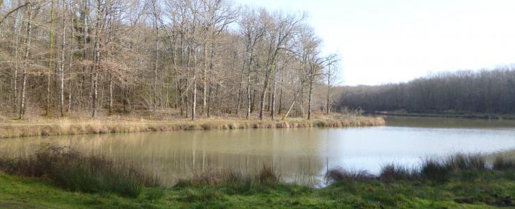 Propriété rurale avec bâtis en Charente