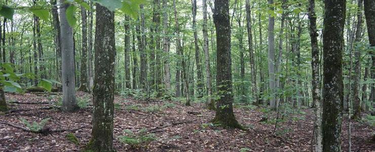 Forest estate in the Outaouais area, western Quebec: Natural Maple Forest