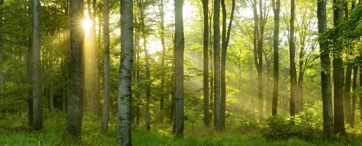 Acheter un bois ou une forêt : Une affaire de spécialiste