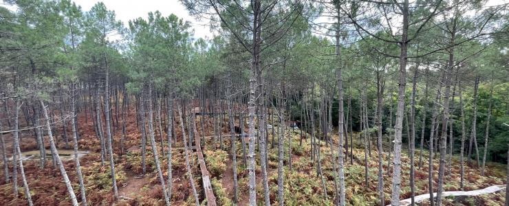 Les Palombières du Sud-Ouest :  entre forêt et tradition