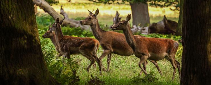 Sologne, a natural forest region and popular hunting terrain