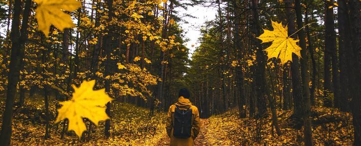 Comment préparer la coupe du bois en Forêt ?