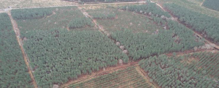 Forêt de Pin Maritime vers Bordeaux