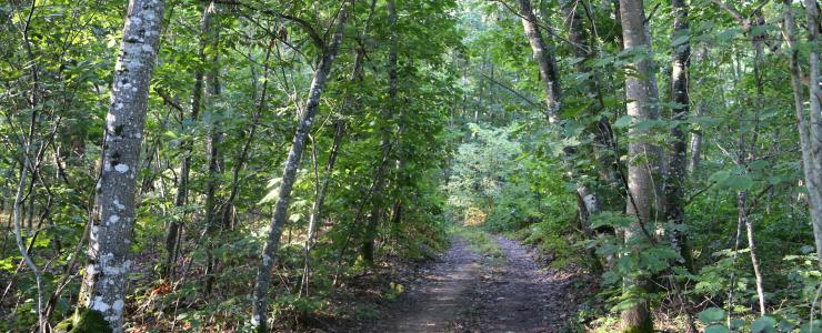 Propriété forestière en Sologne Bourbonnaise